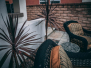 Xeriscape Drought Tolerant Front yard Landscaping
