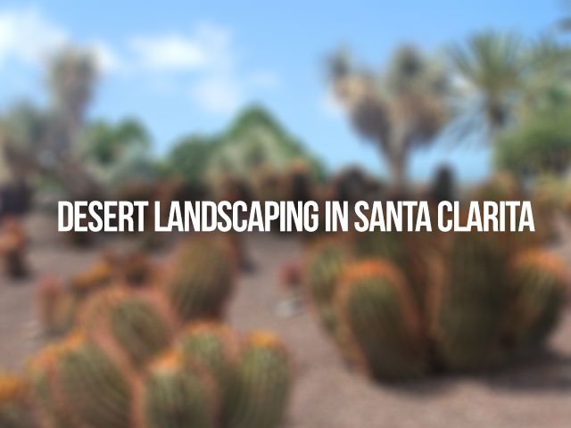 Desert landscaping in Santa Clarita